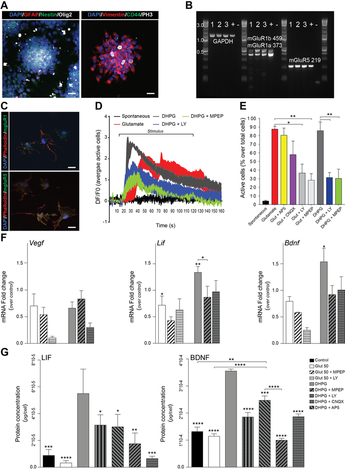 Group I Metabotropic Glutamate Receptor Signaling Regulates The Release Of BDNF And LIF By Neural Stem Cells