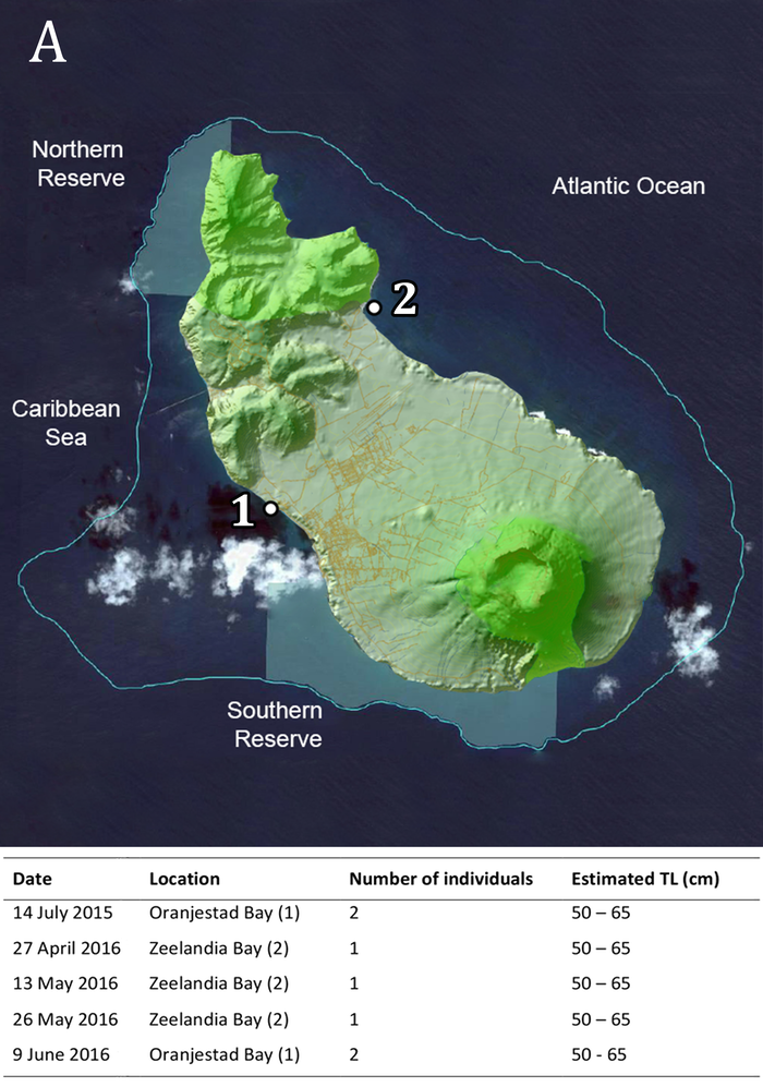 Locations of observations of lemon sharks around Sint Eustatius