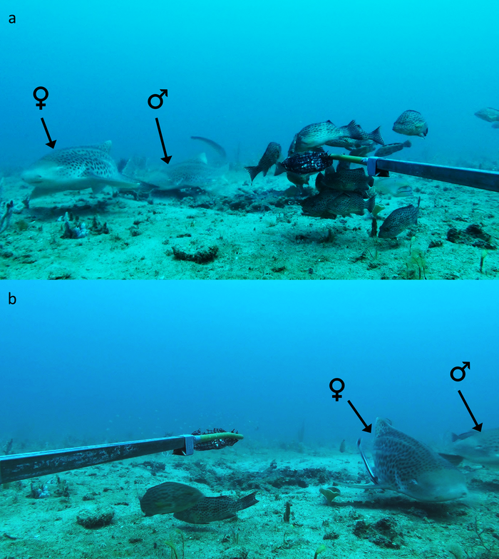 Images of two zebra sharks demonstrating pre-copulatory behaviour where the male is biting, and holding onto, the female’s caudal fin