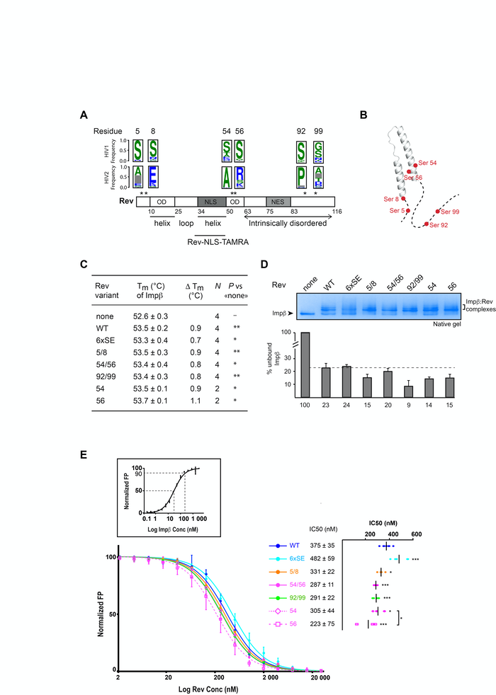 Phosphomimetic Mutations Modulate The Ability Of HIV-1 Rev To Bind Human Importin β In Vitro