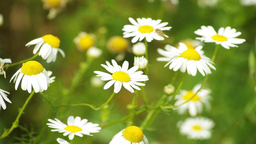 Chamomile Essential Oils Boosting Testosterone Levels