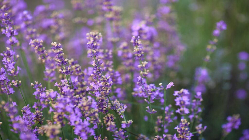 Lavender Essential Oils Boosting Testosterone Levels